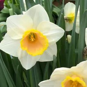 Pink Pride Daffodil (Narcissus Pink Pride) Hero Img
